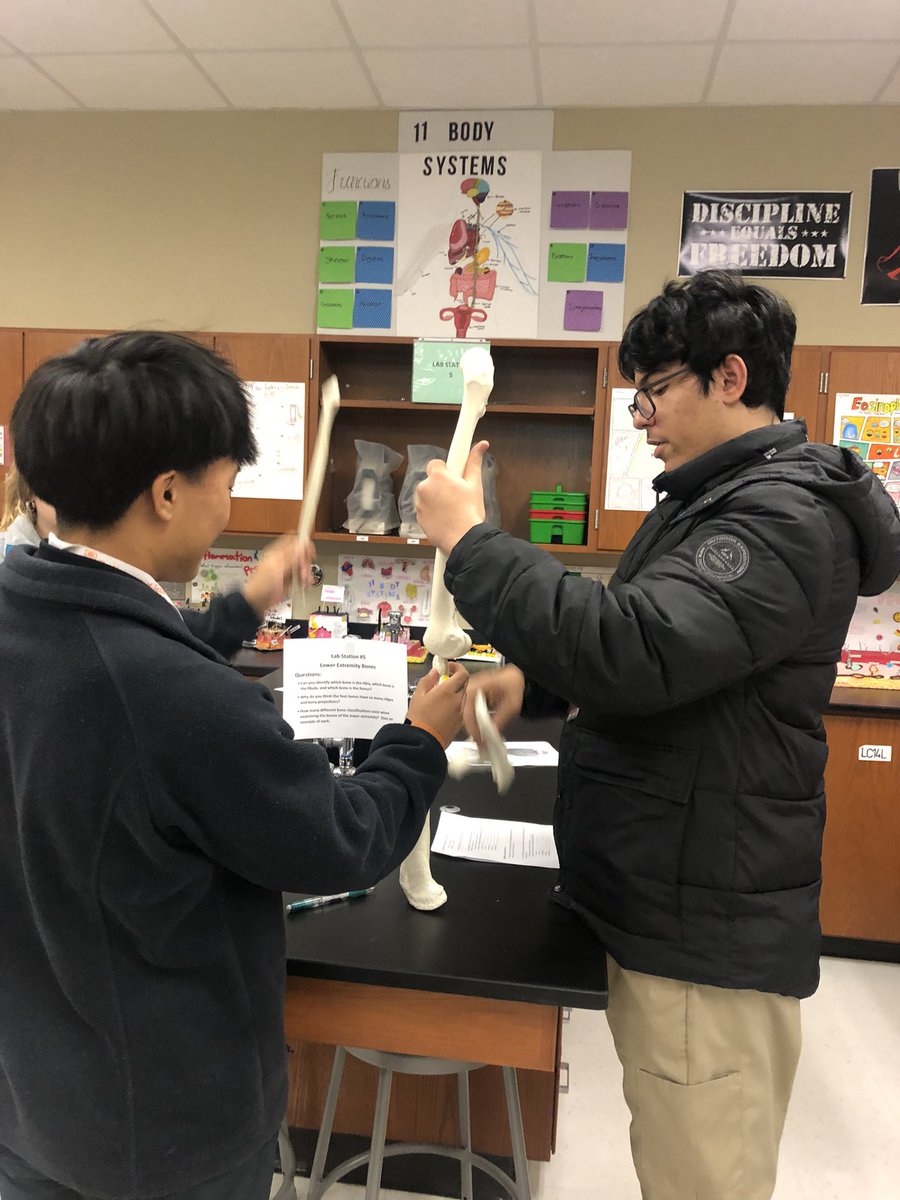 PhsReece's tweet photo. PHS Anatomy and Physiology Honors’ students embark on their journey into the Skeletal System, exploring the bones that make up their body’s framework!  @PorterSpartans @condarco_cesar @CTENCISD https://t.co/ntXt7AHpac