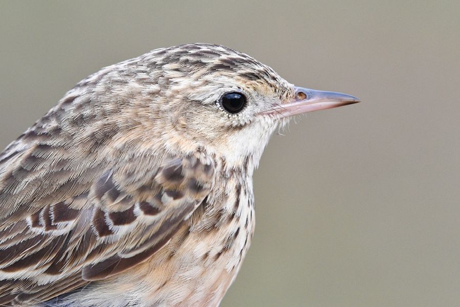 **Blyth's Pipit (Mongolsk Piber)!!**

On the 22nd day of its stay at Grenen, we were able to ring this beauty. 😍 It's just the 5th record for Denmark and the first one ringed! It's very nice to see all the relevant features and its lost tail feathers growing!
pics: Simon Kiesé