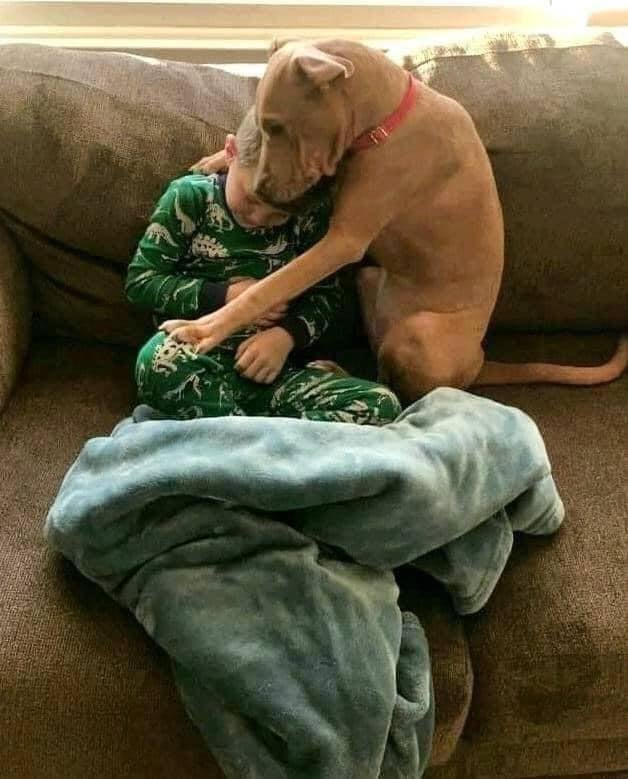 BestinDogs's tweet photo. First Night at a New Home from the Shelter.. ❤️ https://t.co/h5txLhfW1I
