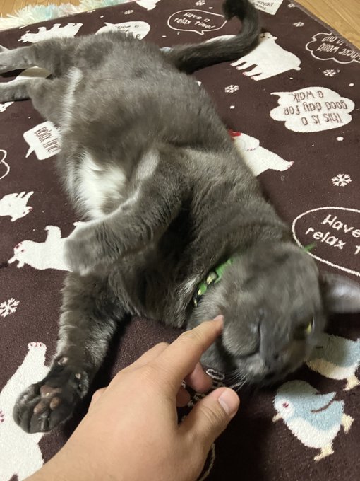 これはオールグレイトねこし 