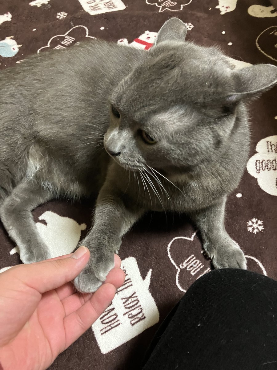 これはオールグレイトねこし 