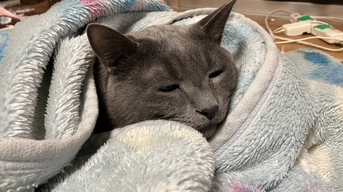 これはオールグレイトねこし 