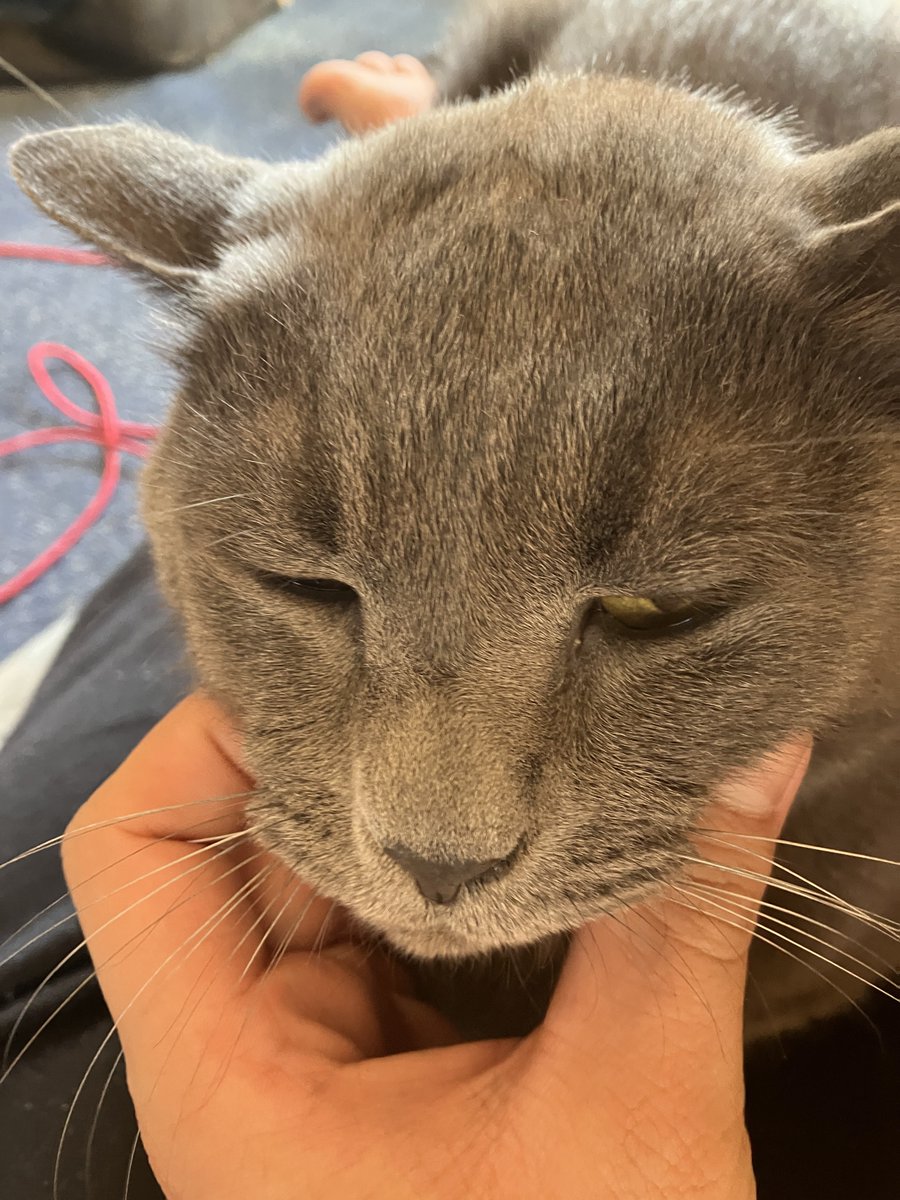 これはオールグレイトねこし 