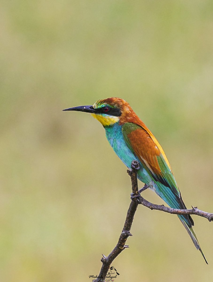 A beautiful migrant. During courtship, the male feeds large items to the female while eating the small ones himself.Most males are monogamous. •••European Bee-eater••• #birdphotography #BirdTwitter #NaturePhotography #birdsofindia #TwitterNatureCommunity @IndiAves