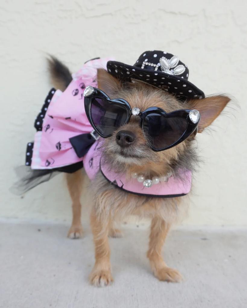 Mileyjodogmodel's tweet photo. @alexmitarpx I think this male character needs a dog.  A very cute and talented Chorkie.  

https://t.co/NkvnV1F6QL https://t.co/bWRqL01IDA