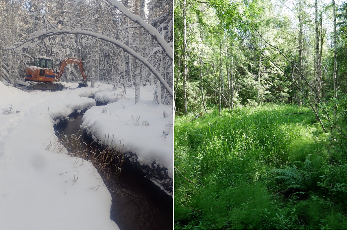 elinvoimak_EP's tweet photo. I bäckrestaureringen av Lohiluoma, Storå görs den rensade fårans förhållanden mångsidigare genom att lägga ut lekgrus, stenaroch trä som erbjuder skydd och plats för yngelproduktion. I sinom tid återförs vattnet i den torra bäckfåran. #Helmi #Helmiprogrammet #vattenåterställande https://t.co/Wmttqd7wWv