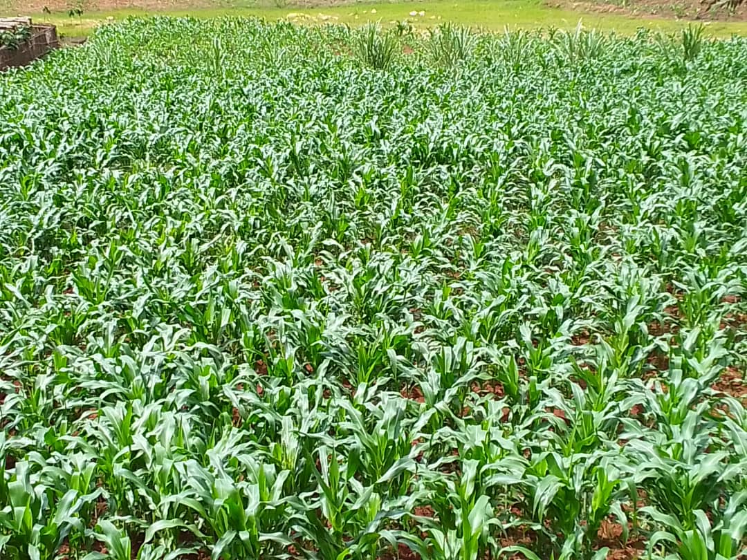GisagaraDistr's tweet photo. Kuri uyu wa 06/11/2023, Abayobozi b'Akarere @GisagaraDistr, inzego z'umutekano n'abahinzi bo muri Koperative #KOABIDU baramukiye  mu gikorwa cyo kubagara no gutera ifumbire ya #DAP mu bigori bihinze mu gishanga cya Duwani gifite 100Ha. 
@RwandaAgri @RwandaSouth @RwandaAgriBoard https://t.co/xonaIexDDy