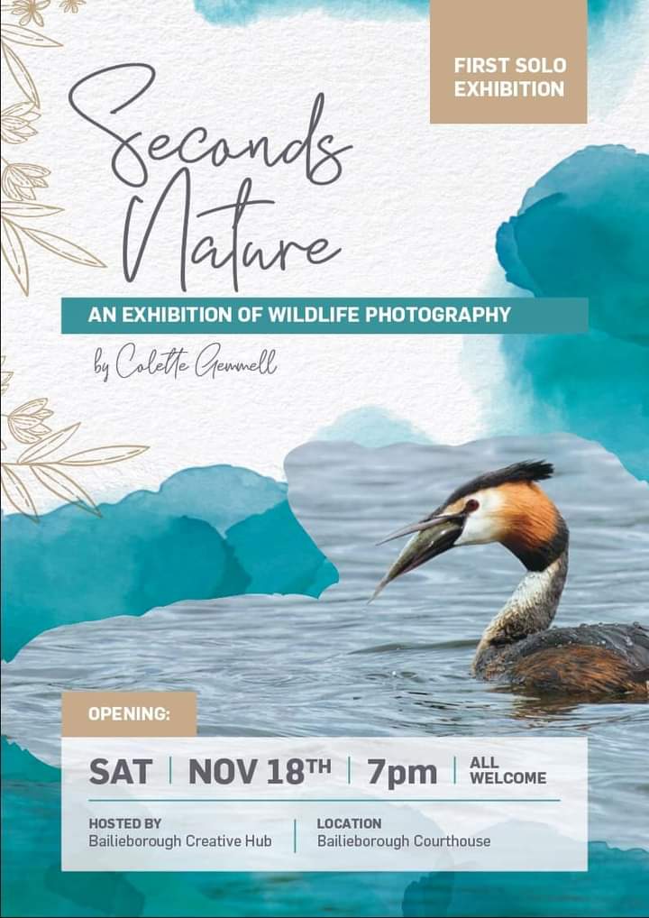 We at Friends of Castle Lake Catchment would like to give a ‘Big Shout Out’ to our very own nature photographer, or as we like to call her ' Nature’s Whisperer' Colette Gemmell, on her upcoming solo exhibition 'Seconds Nature.' See poster⏬
