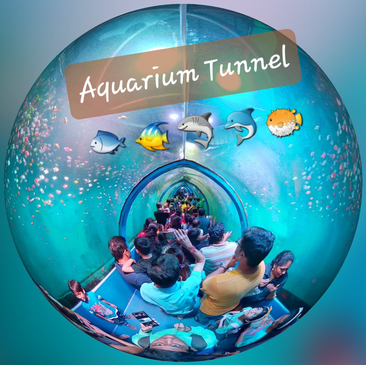microprocessor6's tweet image. Virtually Experience Underwater Aquarium Tunnel, Borivali, Mumbai, India
youtu.be/j7Sp0sPGlyQ
#aquarium #MumbaiCity #VR #VirtualReality #360 #Ricoh #RicohTheta #UnderWater #Tunnel #fish #experience #fishvideo #fish