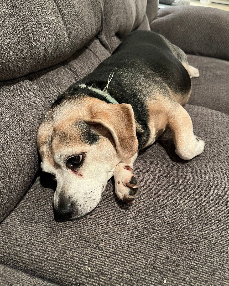 The #beagle experiences a sudden increase in feelings of melancholy and ennui when mealtimes are impacted by daylight savings time. #beaglefacts

📷 @BrianAl39515852 / Twitter
