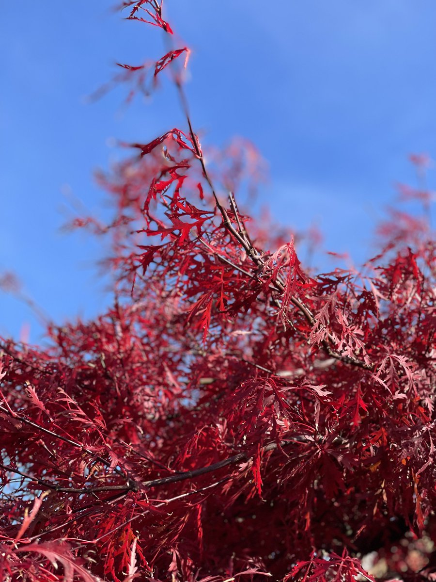 domarncreative1's tweet photo. Happy Monday afternoon everyone, did you all have fabulous wkends? Refreshed &amp; ready for the new week ahead? Took this pic earlier, leaves are amazing colour &amp; bright blue sky that's what we like to see! #MondayMood #Winterscoming #Blueskies #Novembersun #Domarn #Design #creative https://t.co/jBpKtLlBKM