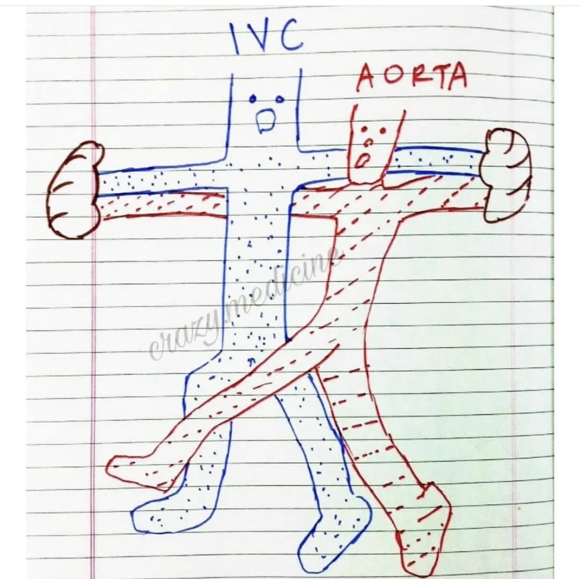 OGdukeneurosurg's tweet photo. Relation of IVC and Aorta and bifurcation from crazy medicine https://t.co/Ab2r6LFqEU