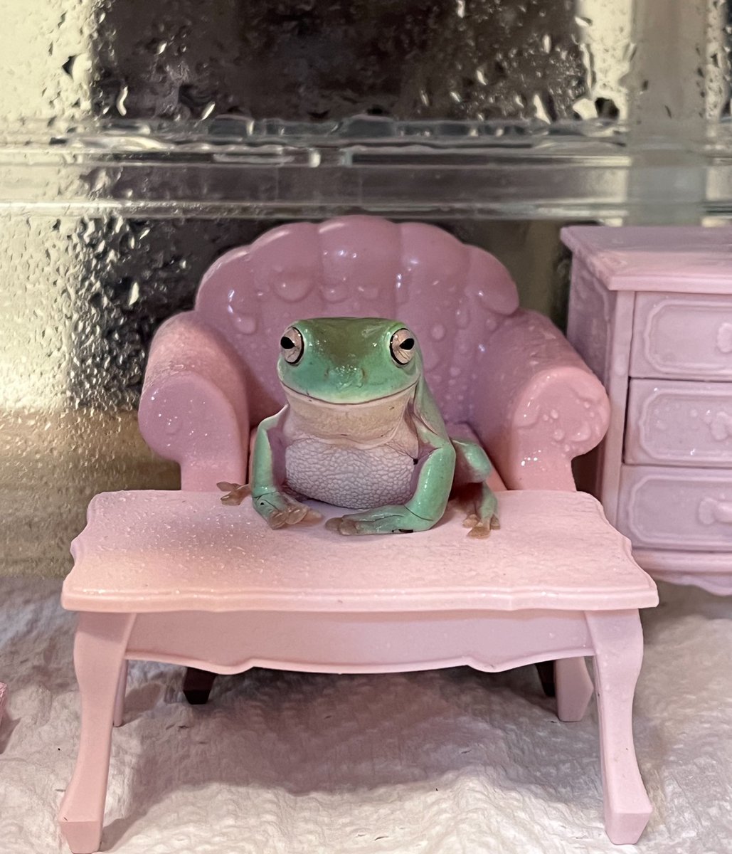 no humans frog chair table sitting solo indoors  illustration images