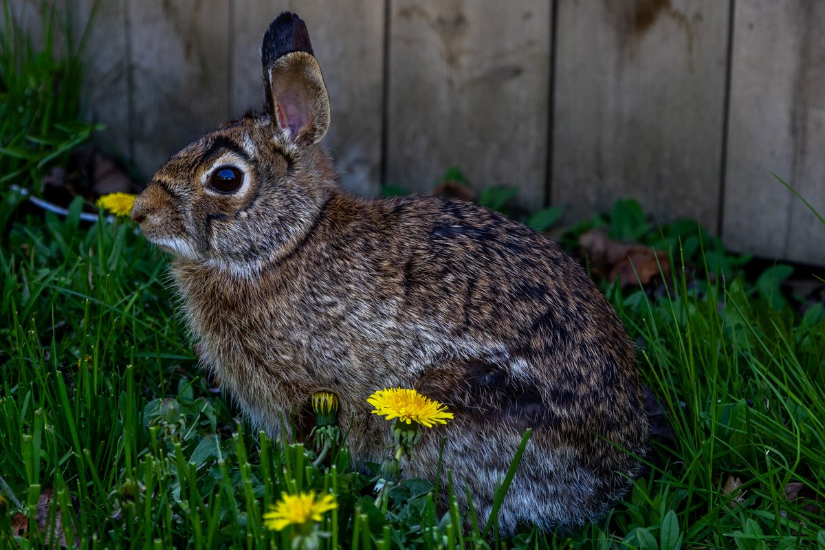 It's #Mondaymorning and #Daylightsavingstime is over. Have my #coffee
Here's Flex with some #mondayvibes   

She's a #cottontailrabbit and she would help mow the lawn every day.  

We named her flex because she looks like she has a circumflex over her eye :) 
#cute #rabbits
