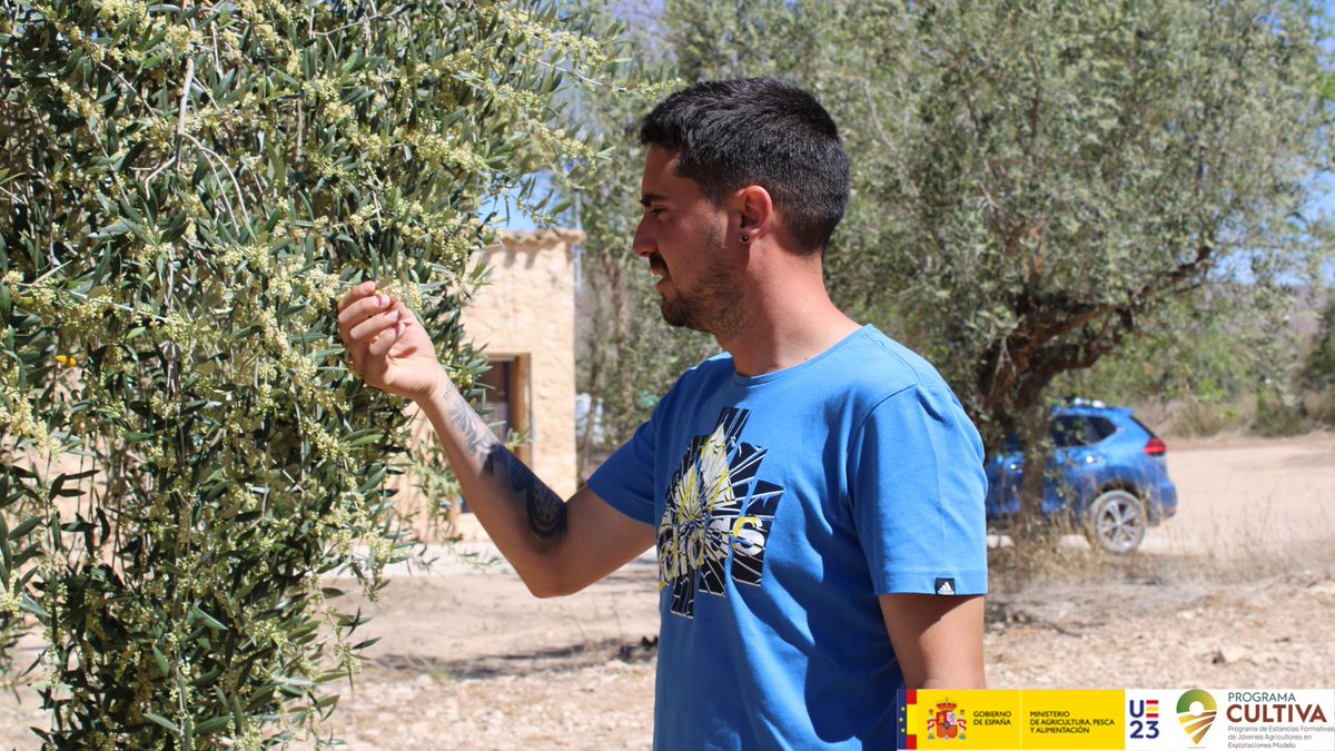 gobmapa's tweet image. En el #DíaMundialdelOlivo, celebramos la dedicación de quienes trabajan para llevar este alimento a nuestras mesas🌿🍽️, como, por ejemplo, Agustín (Chilluevar, #Jaén), participante del #programaCULTIVA.

✅Si quieres saber más, consulta: bit.ly/3oASSiZ