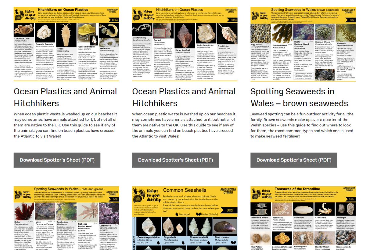 Cardiff Curator tweet media