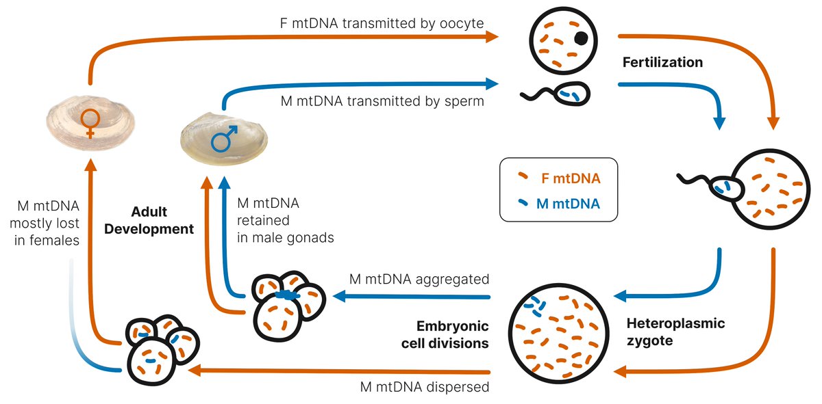 Chase Smith tweet media