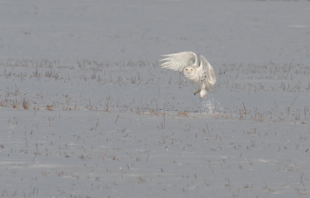 Experience the enchantment of a male snowy owl spreading its wings and taking flight across the vast fields of Ontario, Canada.🦉✨ #SnowyOwl #Ontario #NatureAtItsFinest