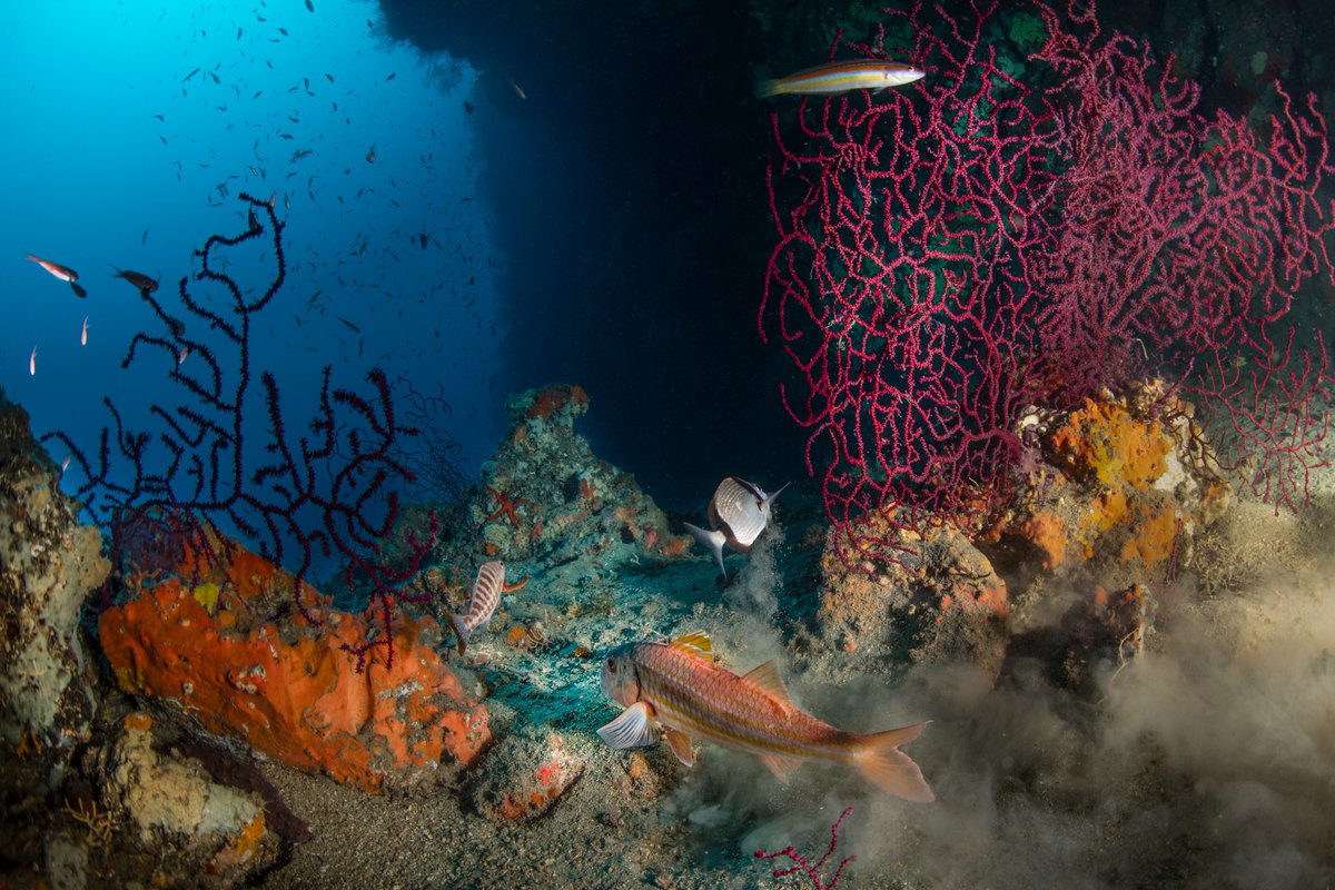 GFCM &amp; <a href="/TCTarim/">T.C. Tarım ve Orman Bakanlığı</a> are co-organizing the #FishForum2024 in the vibrant city of Antalya 🇹🇷 from 19 to 23 Feb 2024
👇 Read all about it in our press release
fao.org/gfcm/news/deta…
🗓️ The deadline is Nov 15, don’t forget to register❗️
fao.org/gfcm/fishforum…