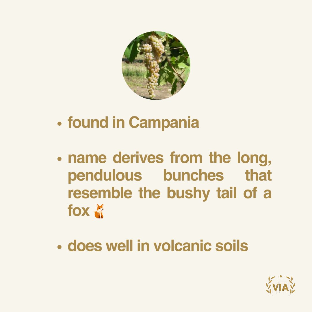 VinitalyTour's tweet photo. This one is not a rare grape, but this doesn't mean we shouldn't quiz our #VIACommunity on it! 😉 We're back from our #VIAGitaScolastica & ready to dive back into our coursebook Italian Wine Unplugged 2.0 📚
#ItalianWine #winequiz #grapequiz #winestudent https://t.co/mOfv2Zj8Kr