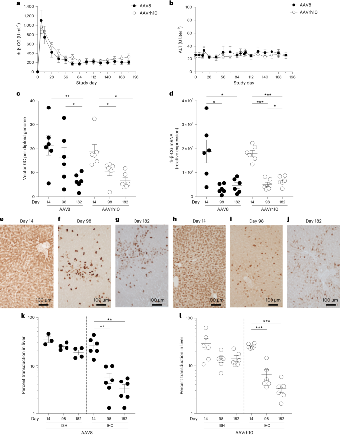 NatureBiotech's tweet photo. Integrated vector genomes may contribute to long-term expression in primate liver after AAV administration https://t.co/4bHvpWl3vP https://t.co/GYOOIOjvgz