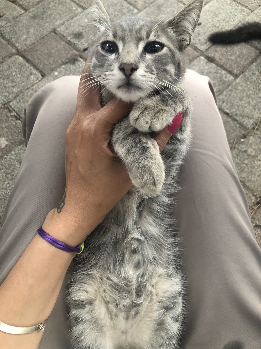 ffudarymlet's tweet photo. 6 aylık erkek kedi, çok uysal kucaktan inmez, tırmalama huyu yok, kucak kedisi al kucağına uyu iletişim ben ismi Kenzo ama değiştirebilirsiniz kış gelmeden yuvası olsun lütfen https://t.co/tSEuTIScNp