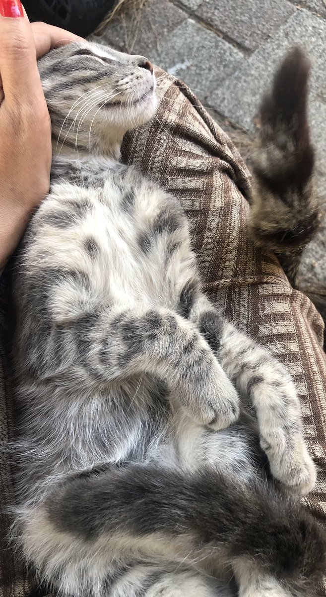 ffudarymlet's tweet photo. 6 aylık erkek kedi, çok uysal kucaktan inmez, tırmalama huyu yok, kucak kedisi al kucağına uyu iletişim ben ismi Kenzo ama değiştirebilirsiniz kış gelmeden yuvası olsun lütfen https://t.co/tSEuTIScNp