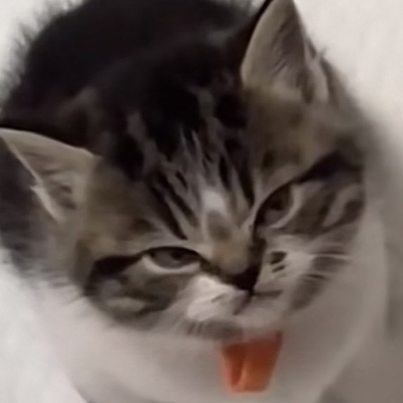 Angry Cat Typing GIF