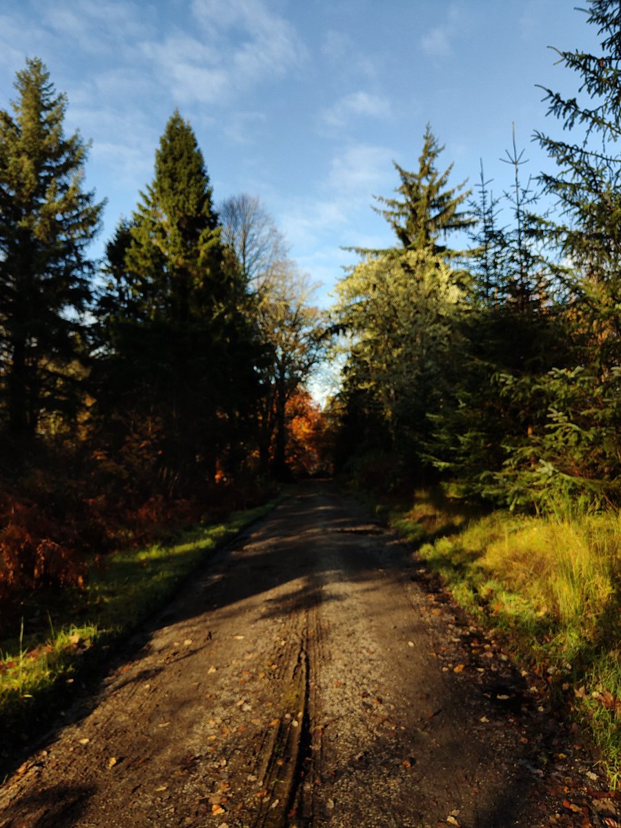 S_JLanglais's tweet photo. More autumnal colours , Scotland #Autumn #photography #phonephoto #russetts #landscapephotography #Scotland #NaturePhotograhpy #trees #plants #friendship 📸 https://t.co/DIysRJgXVM