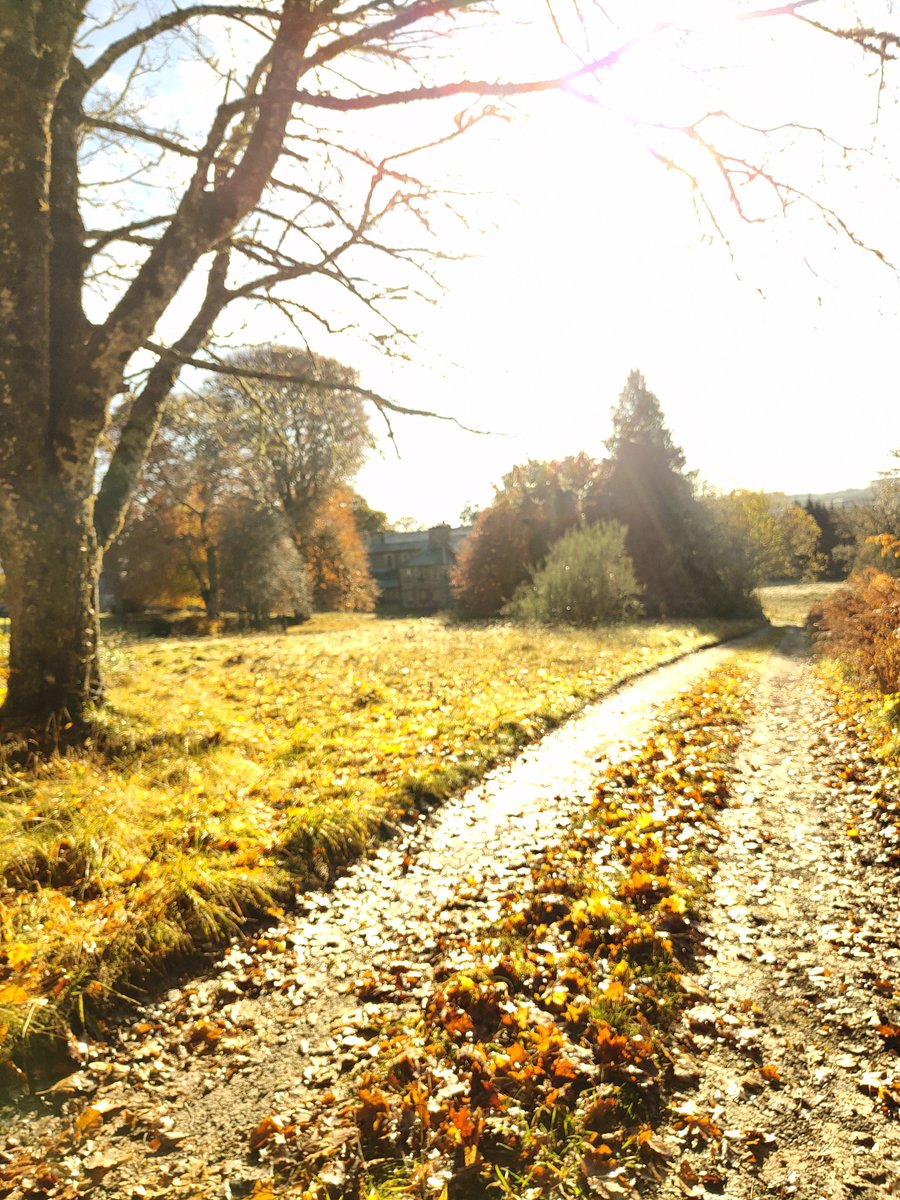 S_JLanglais's tweet photo. More autumnal colours , Scotland #Autumn #photography #phonephoto #russetts #landscapephotography #Scotland #NaturePhotograhpy #trees #plants #friendship 📸 https://t.co/DIysRJgXVM