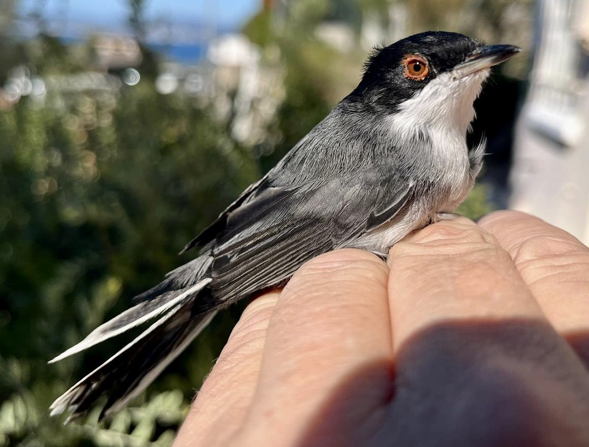 Very senior male Sardinian Warbler (Curruca melanocephala) captured today in Gibraltar, first ringed here 9 years 30 days ago. ‘Birds Of the World’ says oldest bird known 7 years & 7 months old - anyone know of an older Sardinian Warbler? #birds #gibraltar #BirdRinging