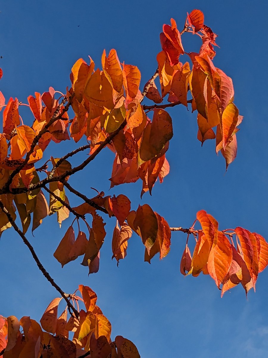 Autumn Glory in the Cherry Orchard @AlnwickGarden @Englands_NE @VisitNland #Autumn