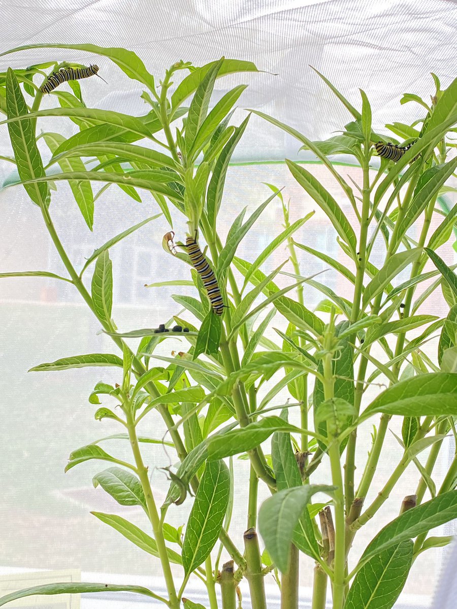 Campuses are reporting caterpillars, chrysalises, and butterflies!! Thanks for sharing your pics River Ridge! We love seeing the learning in action.