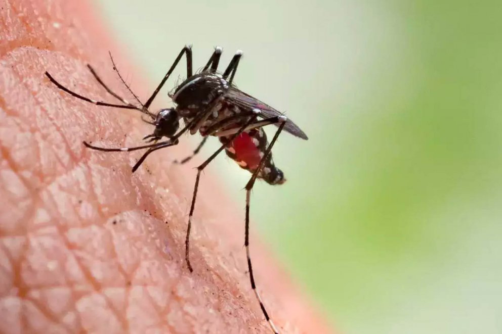 Nig_Farmer's tweet photo. #NaijaFarmerTips

Malaria is the ailment as a result of Plasmodium overload - Mosquito 🦟 is the culprit
To prevent mosquitoes

You need 
- Garlic
- Camphor

Burn these two together, the smoke from this combination will send all mosquitos around you to heaven

You can sleep easy https://t.co/3lrJ7G7yv9