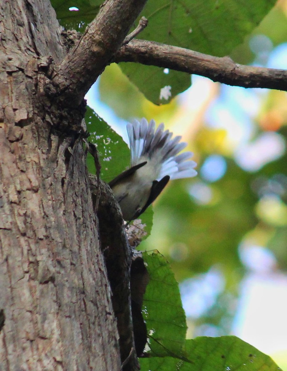vsydon's tweet photo. "Kashmir Flycatcher"
Ficedula subrubra
#Nov2023
#Dobhi
#Jabalpur
#Mandla
#MadhyaPradesh
#butterfliesofmadhyaPradesh
#cfnsociety
#citizensfornature

https://t.co/0p34zh06UR https://t.co/WSi25Y5RZo