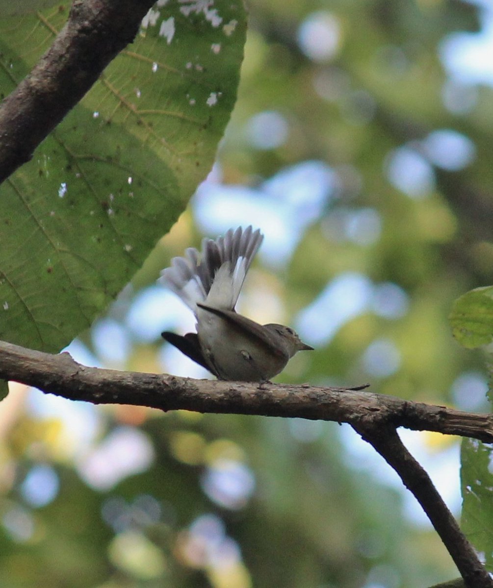 vsydon's tweet photo. "Kashmir Flycatcher"
Ficedula subrubra
#Nov2023
#Dobhi
#Jabalpur
#Mandla
#MadhyaPradesh
#butterfliesofmadhyaPradesh
#cfnsociety
#citizensfornature

https://t.co/0p34zh06UR https://t.co/WSi25Y5RZo