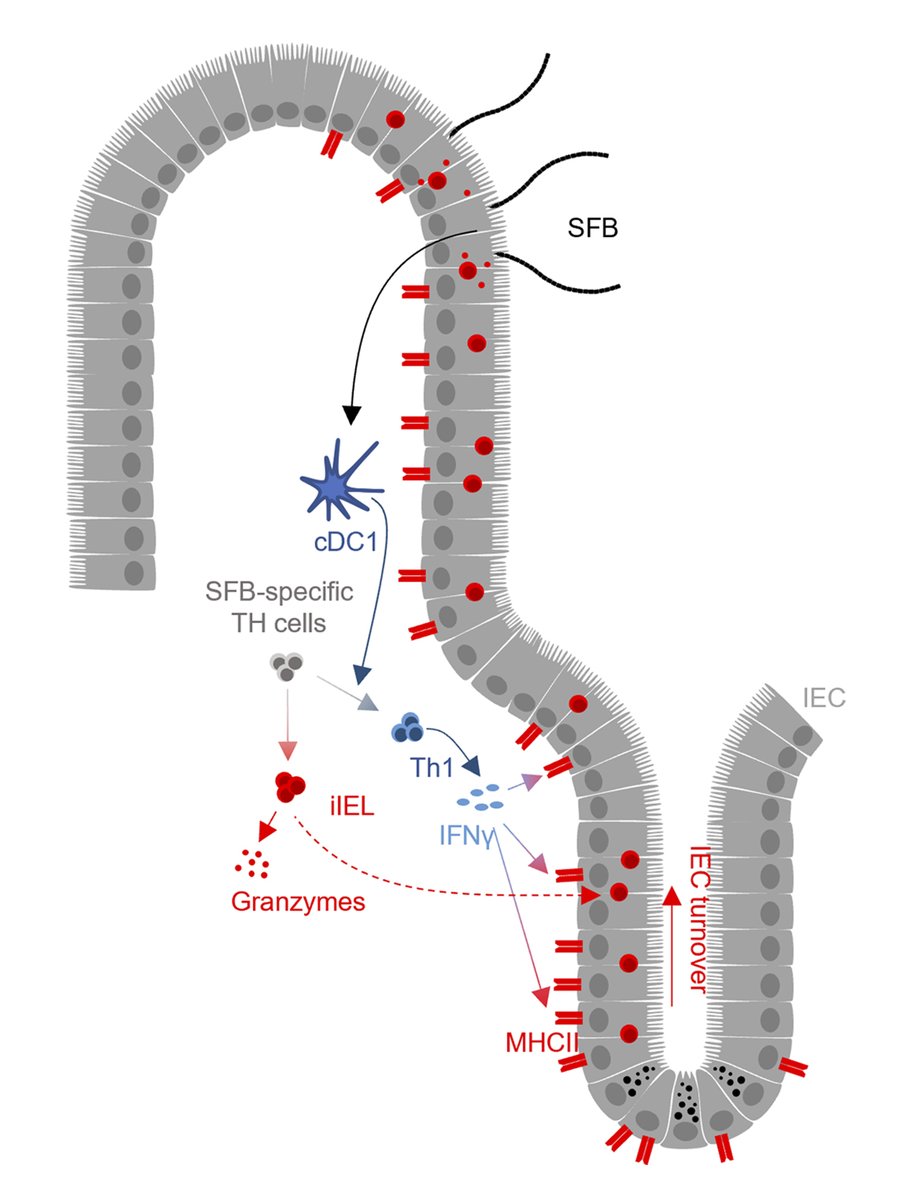 JExpMed's tweet photo. Segmented filamentous bacteria–induced epithelial MHCII regulates cognate CD4+ IELs and epithelial turnover, say @Brabec_Tomas_, @SchwarzerGnoto, @TheAbramsonLab, @FilippLab, @HonzaDobes87 et al.: https://t.co/PXe7sqxCOK
@science_charles
#MucosalImmunology #LymphocyteBiology https://t.co/eJcb3VoiiX