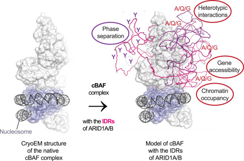 Disordered protein regions partner up the cBAF remodeler for a chromatin dance dlvr.it/SySPl3