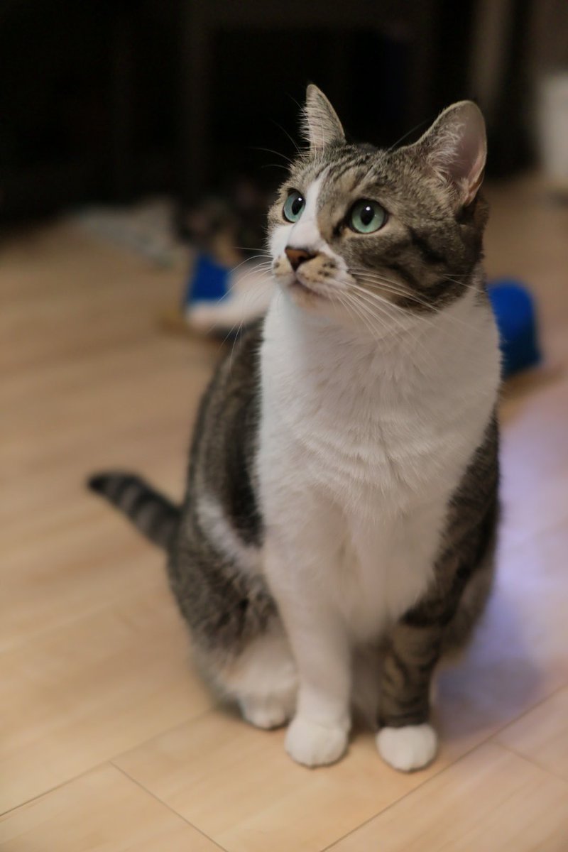 #ねこのいる幸せ #猫のいるくらし #猫のいる幸せ #猫好き #猫好きさんと繋がりたい 
今日のウチの子です
胸元のモフモフ線がポイント