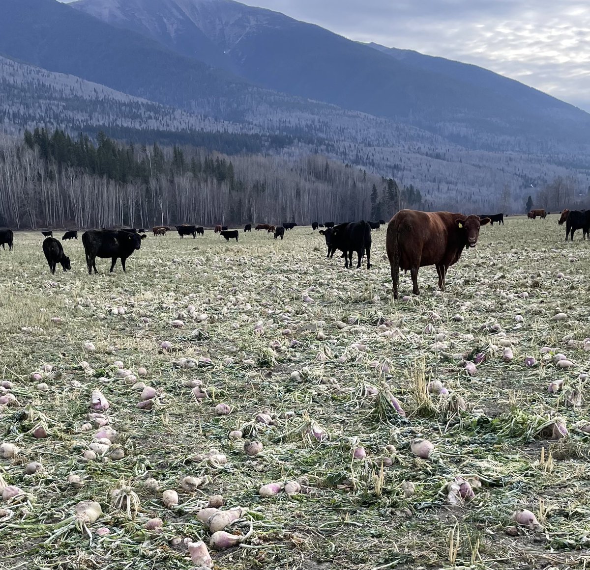 Graeme (@graemefinn1) on Twitter photo Other form of <a href="/unionforage/">Union Forage</a> stockpile grazing using forage turnips in BC for fall grazing Other form of <a href="/unionforage/">Union Forage</a> stockpile grazing using forage turnips in BC for fall grazing