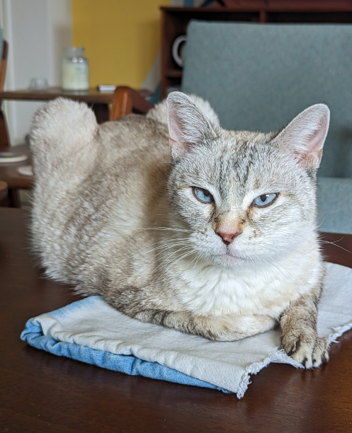 austinpetsalive's tweet photo. When she's not napping or sunbathing, Saffy becomes your curious companion, following you around the house with genuine interest. She's a talkative girl too, always ready for a little chat. Saffy's diabeaic, but she's a pro at taking her insulin and oral meds too. https://t.co/trEzG3PXrv