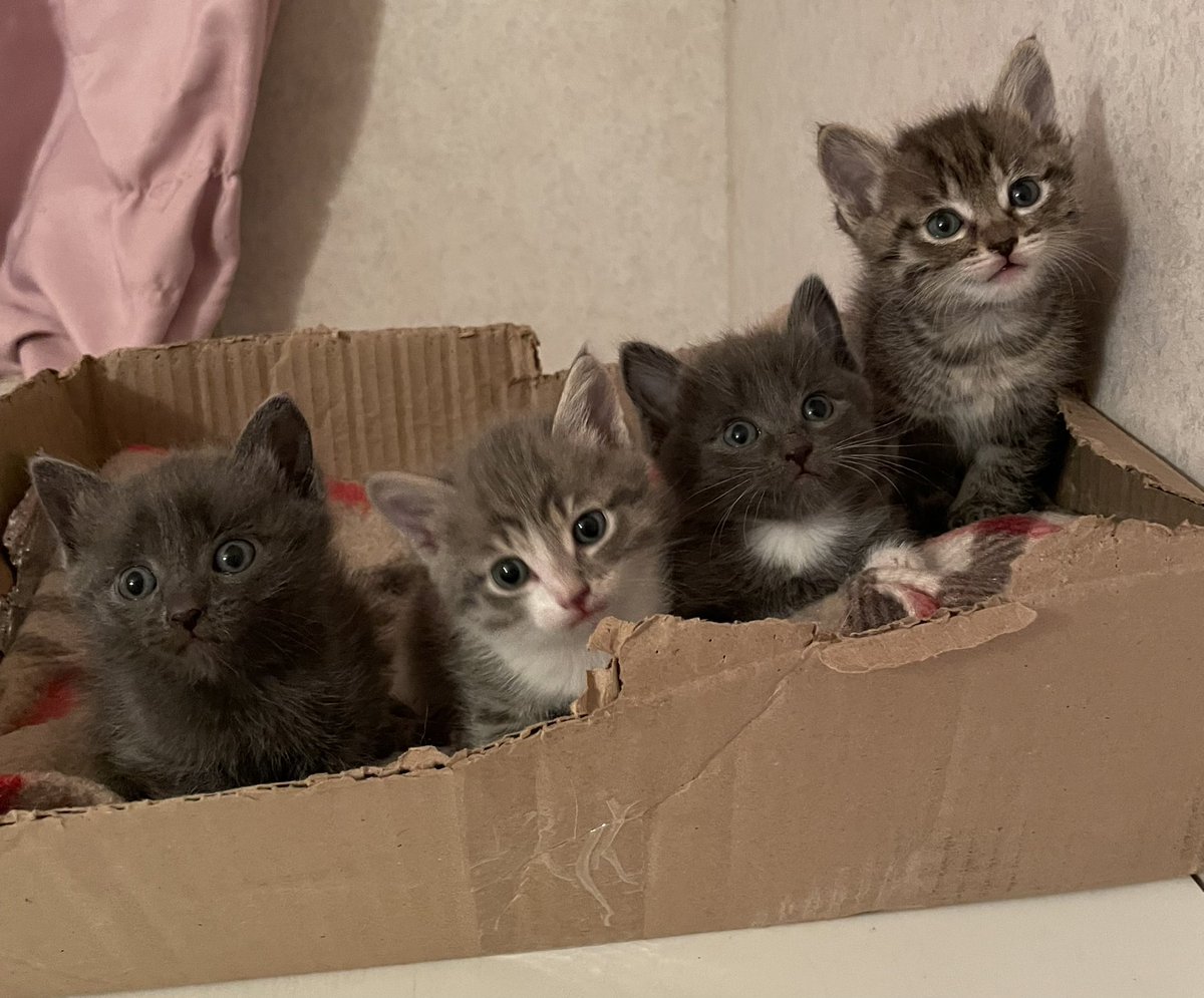 Отдам чудесных котят в добрые руки 🌸Сообразительные - рано приучились к лотку 🙌🏻очень ласковые и игривые ждут своих родителей 🙌🏻Мама кошка заботливая, до сих пор с ними✨Котята уже спокойно едят жидкий китикет  и натуральную еду. Возраст 1,5 месяца 🙌🏻 

к.т: 89969143728