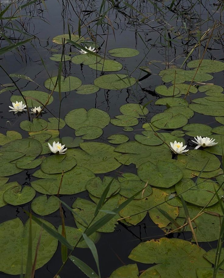 elemmiressoul's tweet photo. water lilies. https://t.co/qUpCy4PzTG