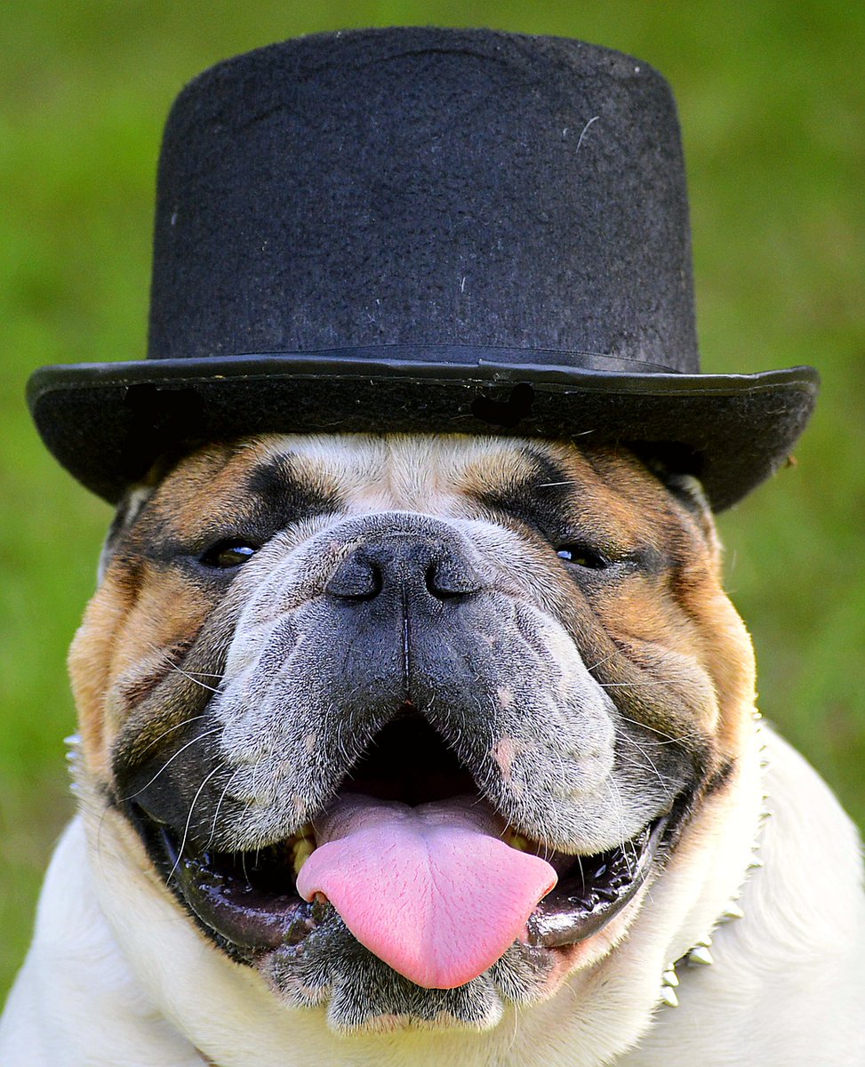 PetZoneStore1's tweet photo. Welcome to Monday friends. Wishing you all the best it can bring 🐶😺❤
https://t.co/MTvwhpuxVm https://t.co/ICK58BvXkq