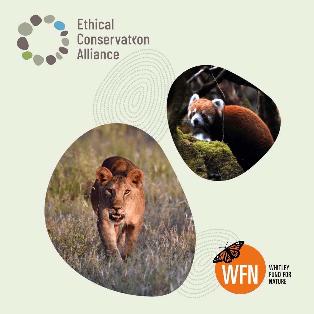 A very exciting announcement! The official launch of the Ethical Conservation Alliance - representing conservation leaders from 28 countries promoting ethical nature conservation #PeopleForPlanet #EthicalConservationMovement