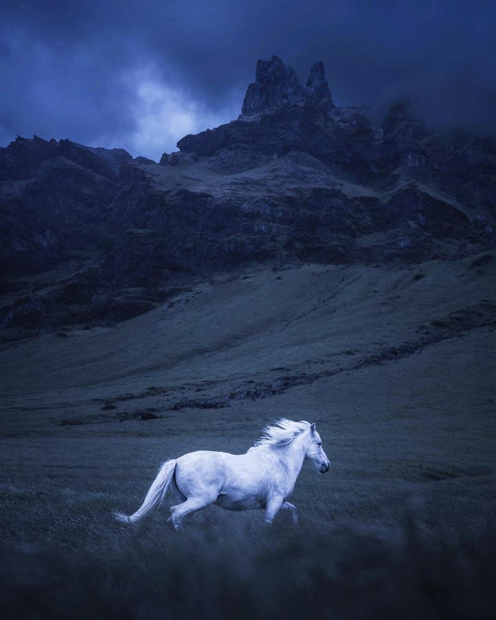 Adrelith's tweet photo. Wild horse in Iceland 
📷 Andrew Studer https://t.co/8z4zoXAyCJ