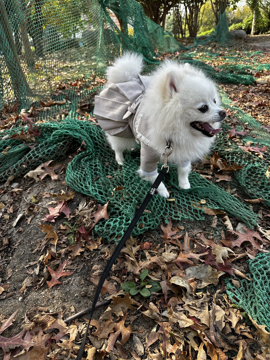 자몽이 전생에 어부였을가 낭만고양이었을가...
그물만 보면 한참을 킁킁대며 안감ㅋㅋㅋ