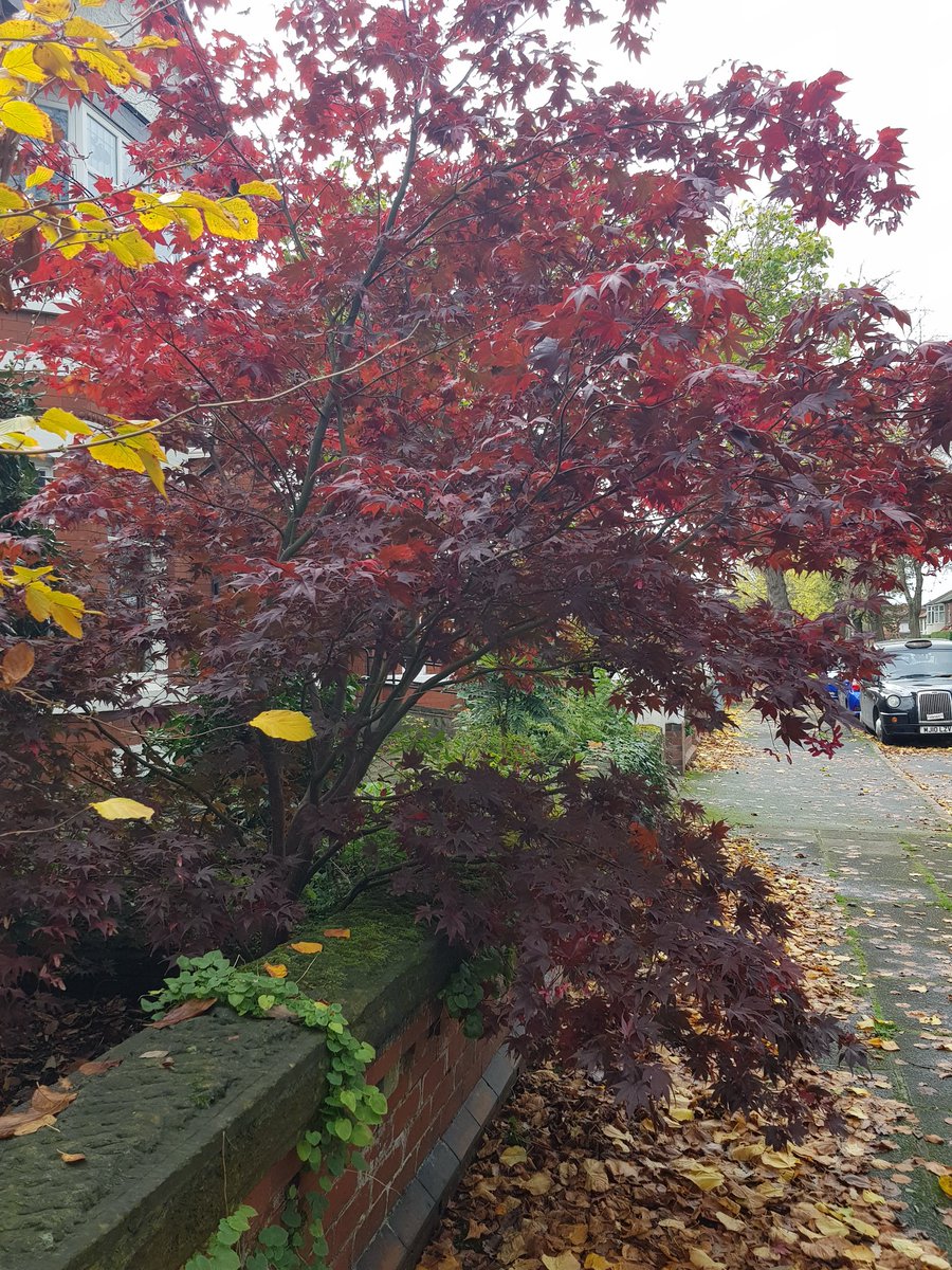 SecateursThe's tweet photo. #redleafhunting in #Chorlton Manchester, Westfield Rd, 5/ https://t.co/QhXmLSSVLY