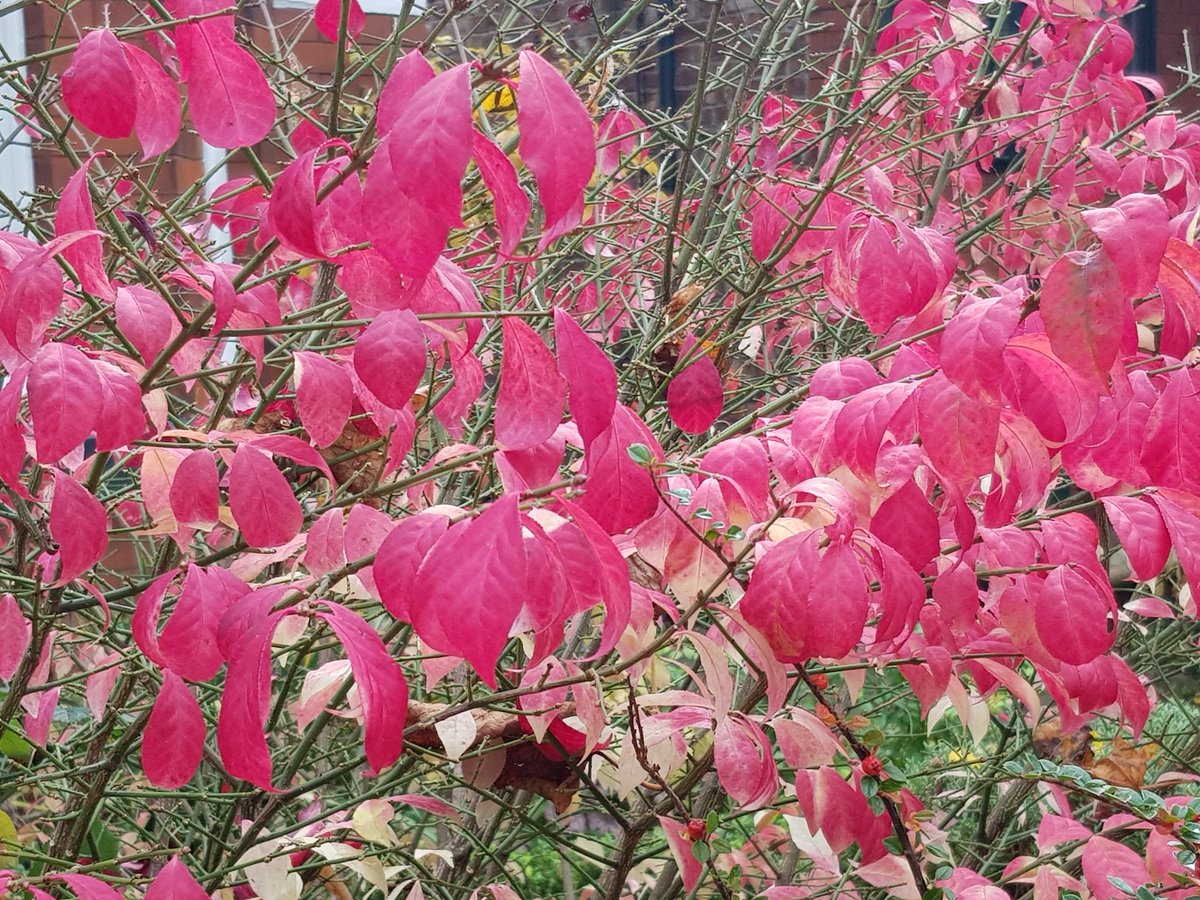 SecateursThe's tweet photo. #redleafhunting in #Chorlton Manchester, Westfield Rd.  #momiji-gari  6/ https://t.co/e8rsZJ7hrr