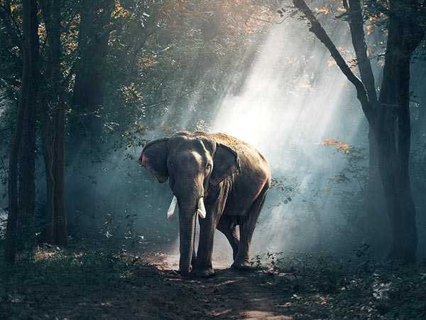 visitcoorg's tweet photo. Love wildlife? #visitcoorg https://t.co/H5HrpT7Obt
